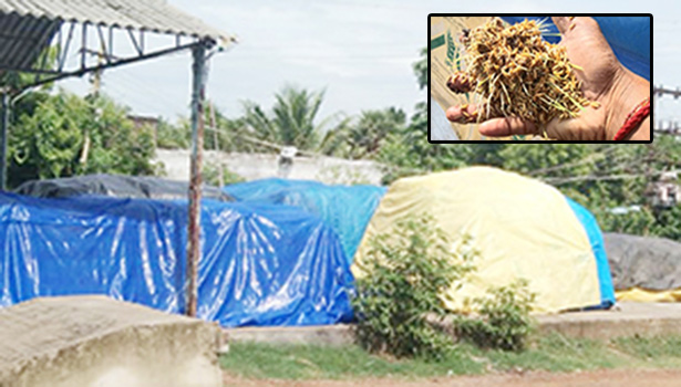 கொள்முதல் நிலையம் திறக்காததால் நெல்மணிகள் முளைத்து சேதம் கொள்முதல் நிலையம் திறக்காததால் நெல்மணிகள் முளைத்து சேதம்