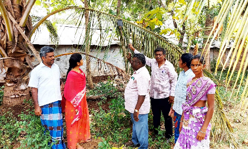 திண்டுக்கல் அருகே தென்னையில்  வெள்ளை  ஈக்களை கட்டுப்படுத்த விவசாயிகளுக்கு பயிற்சி