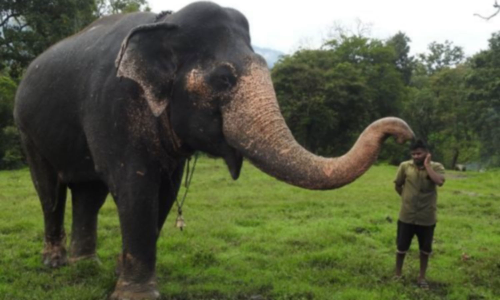 முதுமலையில் இந்த மாதத்துடன் பணி ஓய்வு பெறும் 2 வளர்ப்பு யானைகள்