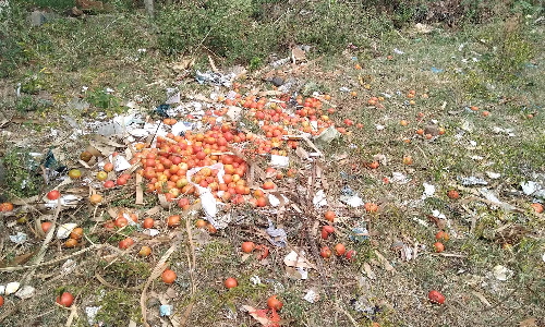 அய்யலூர், வடமதுரை பகுதியில் தக்காளி விலை கடும் வீழ்ச்சி  குப்பையில் வீசிச்சென்ற விவசாயிகள்