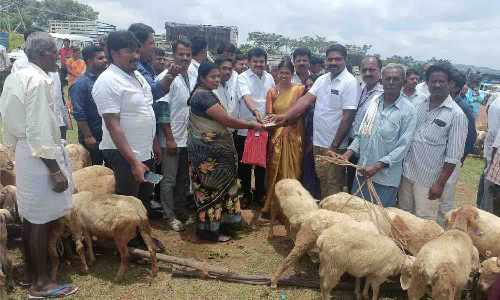 கெலமங்கலம் அருகே  கால்நடை பராமரிப்புத்துறை சார்பாக இலவச ஆடுகள்