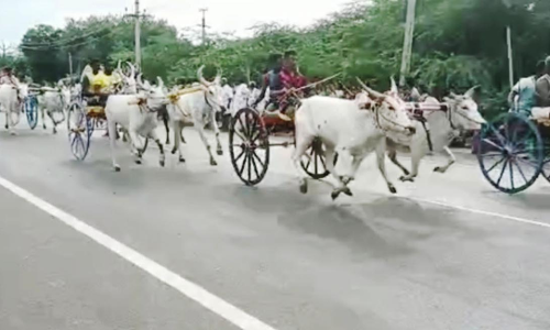 மாட்டு வண்டி எல்கை பந்தயம்
