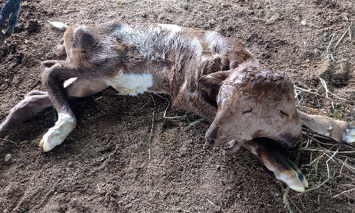 போச்சம்பள்ளி அருகே  இரட்டை தலையுடன் பிறந்த அதிசய கன்று