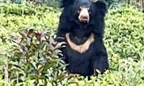 வால்பாறை பள்ளியில் கரடிகள் நடமாட்டம்