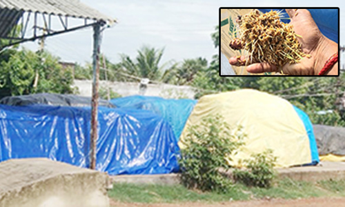 கொள்முதல் நிலையம் திறக்காததால் நெல்மணிகள் முளைத்து சேதம்