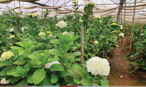 கோத்தகிரி பகுதிகளில் கொய் மலர் சாகுபடி அதிகரிப்பு