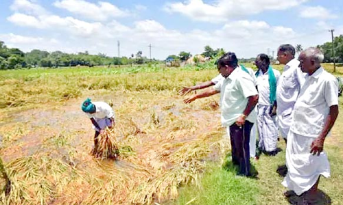 டெல்டா மாவட்டங்களில் தொடர்மழை: அறுவடைக்கு தயாரான 8 ஆயிரம் ஏக்கர் நெற்பயிர்கள் சாய்ந்து தண்ணீரில் மூழ்கியது