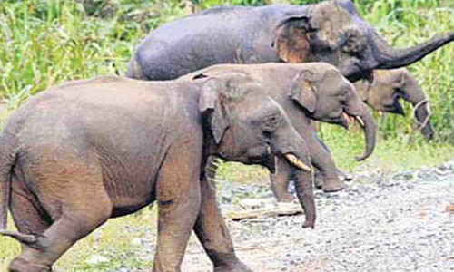 வன வளத்தை பெருக்கும் யானைகளை பாதுகாக்க வேண்டும் - திருப்பூர் வனச்சரக அலுவலர் அறிவுறுத்தல்
