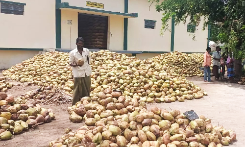 எழுமாத்தூரில் ரூ.1 லட்சத்து 4 ஆயிரத்துக்கு தேங்காய் ஏலம்