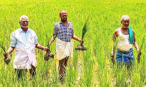 நெற்பயிர்கள் முளைப்பு திறன் இன்றி சேதம்- விவசாயிகள் வேதனை