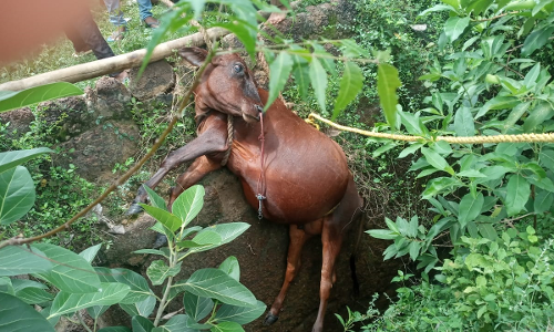 கிணற்றில் விழுந்த பசுமாடு உயிருடன் மீட்பு