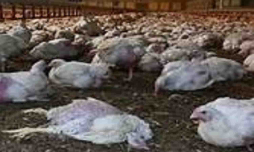 சூளகிரி அருகே தொடர் மழையால்   கோழிப்பண்ணைக்குள் மழைநீர் புகுந்து 700 கோழிகள் பலி