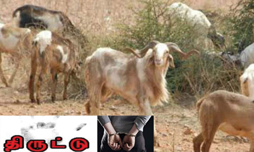 தொடர் ஆடு திருட்டில் ஈடுபட்ட வாலிபர் கைது