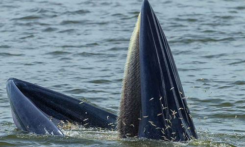 பட்டினி கிடக்கும் திமிங்கிலங்கள்