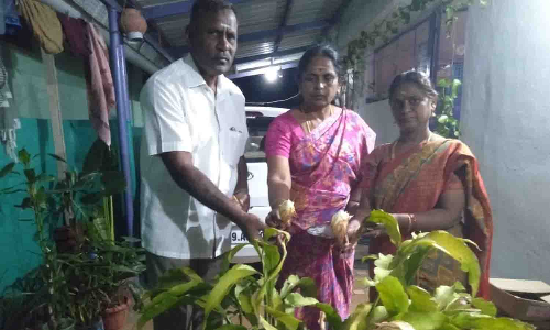 பிரம்மகமலம் பூக்களை ஆர்வத்துடன் பார்த்து செல்லும் பொதுமக்கள்.