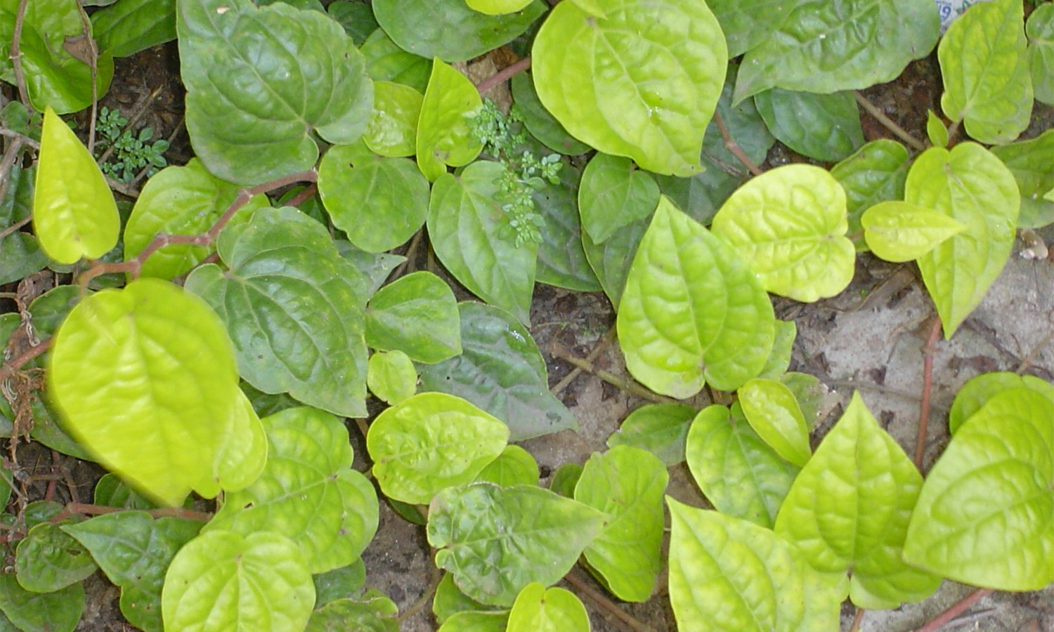 அந்தியூர் வெற்றிலைக்கு புவிசார் குறியீடு பெற கோரிக்கை அந்தியூர் வெற்றிலைக்கு புவிசார் குறியீடு பெற கோரிக்கை