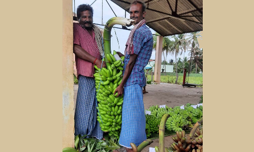 விநாயகர் சதுர்த்தியையொட்டி விலை உயர்ந்தது- சத்தியமங்கலத்தில் பூவன் தார் ரூ.900-க்கு விற்பனை