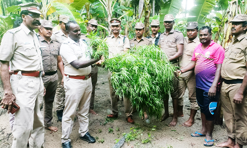 வாழைத்தோட்டத்தில் பயிரிடப்பட்டிருந்த கஞ்சா செடிகள் அழிப்பு