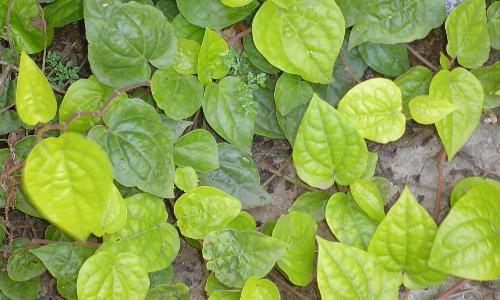 அந்தியூர் வெற்றிலைக்கு புவிசார் குறியீடு பெற கோரிக்கை