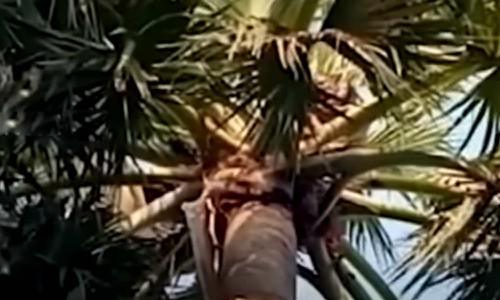 இனிமே என்னால அடி தாங்க முடியாது... மனைவிக்கு பயந்து பனைமரத்தில் குடியேறிய கணவன்