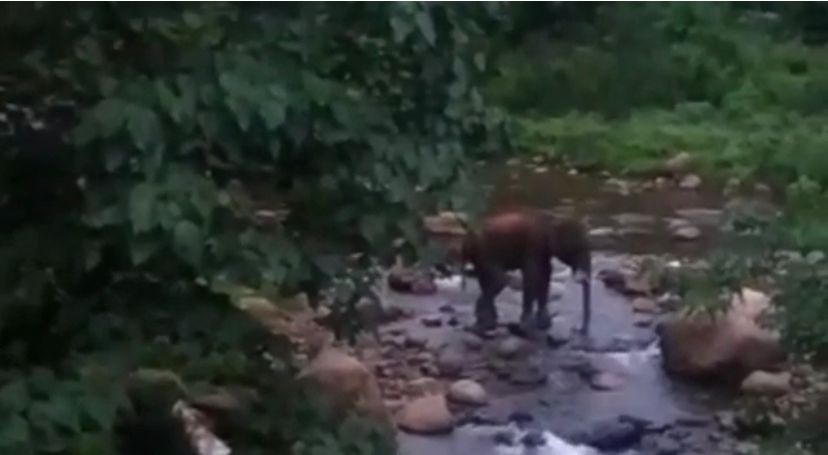 மேட்டுப்பாளையத்தில் தண்ணீர் குடிக்க அவதிப்பட்டு வரும் ஆண் காட்டு யானை மேட்டுப்பாளையத்தில் தண்ணீர் குடிக்க அவதிப்பட்டு வரும் ஆண் காட்டு யானை