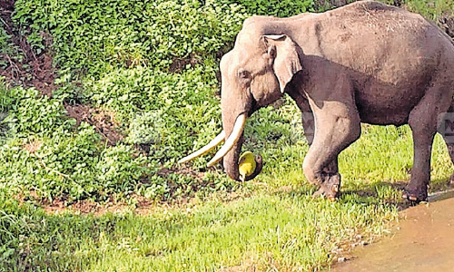 பர்கூர் சாலையில் இரவில் வலம் வந்த ஒற்றை யானையால் பரபரப்பு