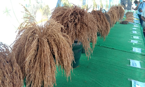 மானிய விலையில் பாரம்பரிய நெல் விதைகள் விநியோகம்