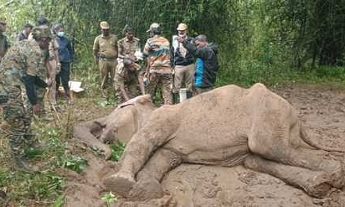சேரம்பாடியில் உடல்நலக்குறைவால் உயிரிழந்த பெண் காட்டு யானை