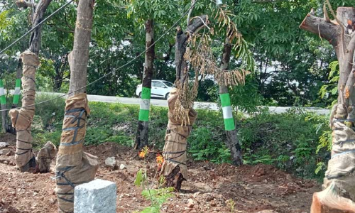 பழைய மகாபலிபுரம் சாலையில் 93 மரங்கள் வேரோடு பிடுங்கி வேறு இடத்தில் நடப்பட்டன