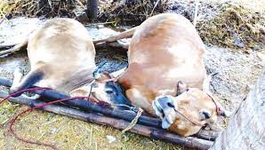 மின்னல் தாக்கி 2 மாடுகள் பலி மின்னல் தாக்கி 2 மாடுகள் பலி