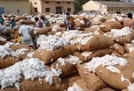 கோவையில் பஞ்சு விலை திடீர் அதிகரிப்பு கோவையில் பஞ்சு விலை திடீர் அதிகரிப்பு