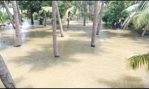 300 ஏக்கர் பயிர்களை வெள்ளம் சூழ்ந்தது