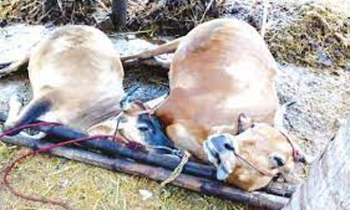 மின்னல் தாக்கி 2 மாடுகள் பலி