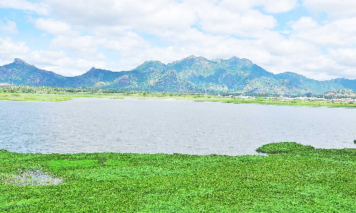 மாம்பழத்துறையாறில் 32 மி.மீ. மழை