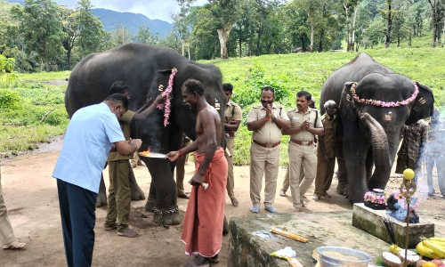 டாப்சிலிப்பில் வளர்ப்பு யானைகளுக்கு சிறப்பு பூஜை