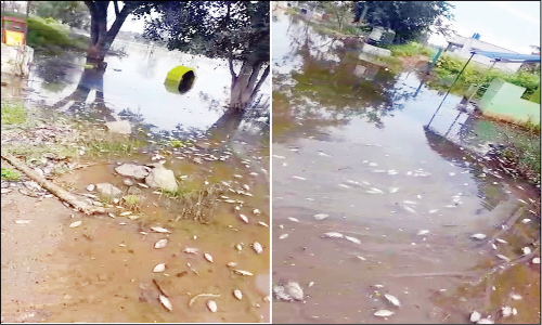 பெரிய ஏரியில் செத்து மிதந்த மீன்கள்