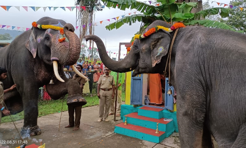 முதுமலை வளர்ப்பு யானைகள் முகாமில் விநாயகர் சதுர்த்தி கொண்டாட்டம்