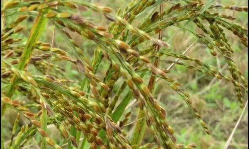 மரபுசார் நெல் ரகங்கள் பாதுகாப்பு இயக்கத்தில் பங்கேற்க  அழைப்பு