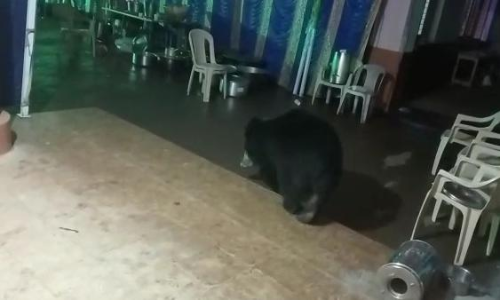 ஊட்டியில் திருமண வீட்டிற்குள் புகுந்த கரடியால் பரபரப்பு- காபி குடிக்கும் வீடியோ வைரல்