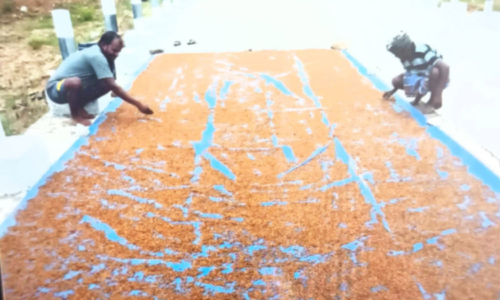 மழை சீசனால் ஈசலை பிடித்து உண்ணும் கிராம மக்கள்