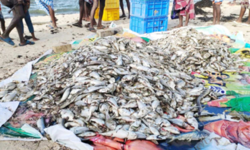 கீழக்கரை அருகே கடலோரத்தில் ஆயிரக்கணக்கான மீன்கள் செத்து கரை ஒதுங்கியது- மீனவர்கள் அதிர்ச்சி