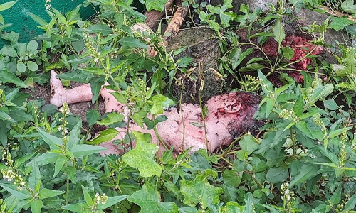 புவனகிரி அரசு பள்ளி வளாக புதரில் பிணமாக கிடந்த 8 மாத ஆண் குழந்தை