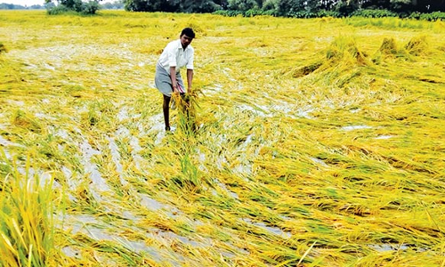 அறுவடைக்கு தயாரான நெற்பயிர்கள் நீரில் மூழ்கியதால் விவசாயிகள் கவலை