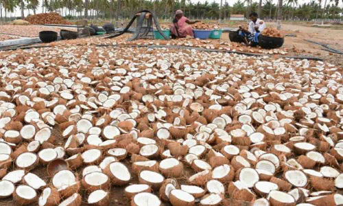 அரசு கொப்பரை கொள்முதல் மையங்கள் மீண்டும் திறப்பு - விவசாயிகளுக்கு அழைப்பு
