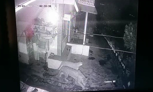 குன்னூர் அருகே குடியிருப்புக்குள் சுற்றிய 2 சிறுத்தைகள்- பொதுமக்கள் அச்சம்