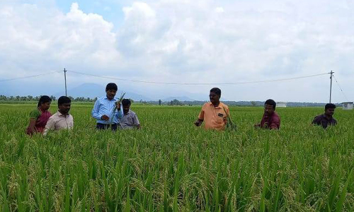 விதைப்பண்ணைகளில் விதைச்சான்று இயக்குனர் ஆய்வு