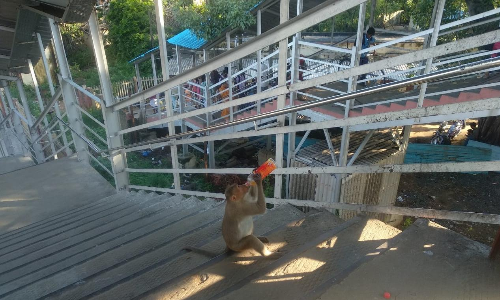 செங்கல்பட்டு ரெயில் நிலையத்தில் பயணிகளை அச்சுறுத்தும் குரங்குகள்