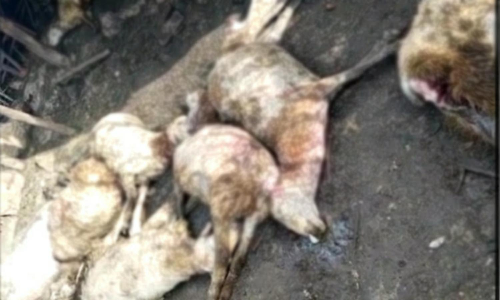 தேன்கனிக்கோட்டை அருகே  சிறுத்தை தாக்கி 20 ஆடுகள் பலி