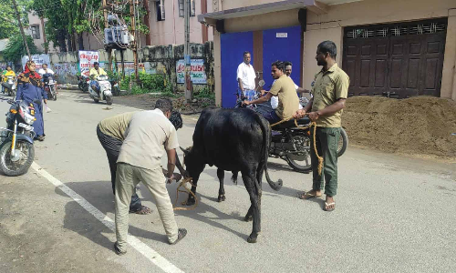சாலையில் சுற்றி திரியும் மாடுகளால் பொதுமக்கள் அவதி