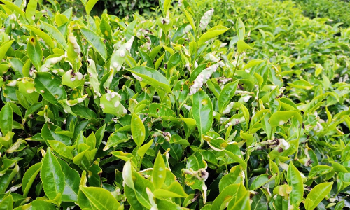 கோத்தகிரியில்  தேயிலை செடிகளில் கொப்புள நோய் தாக்குதல்
